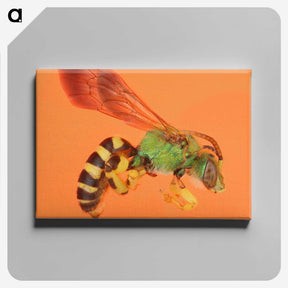 1-63_Insects-Unlocked-Project_canvas