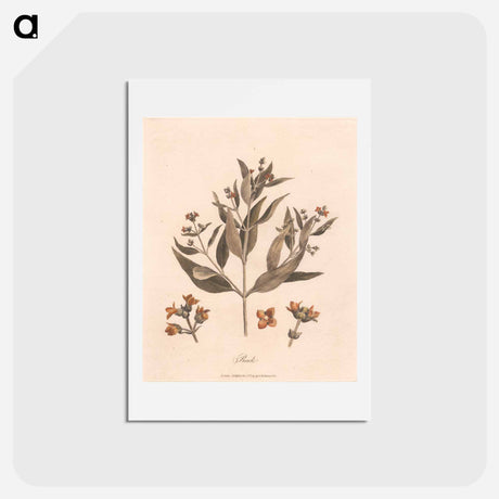 アートポストカード-Rack
 - ジェームス ヒース Postcard.