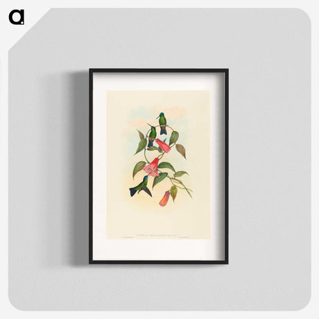 1-63_John-Gould_blk