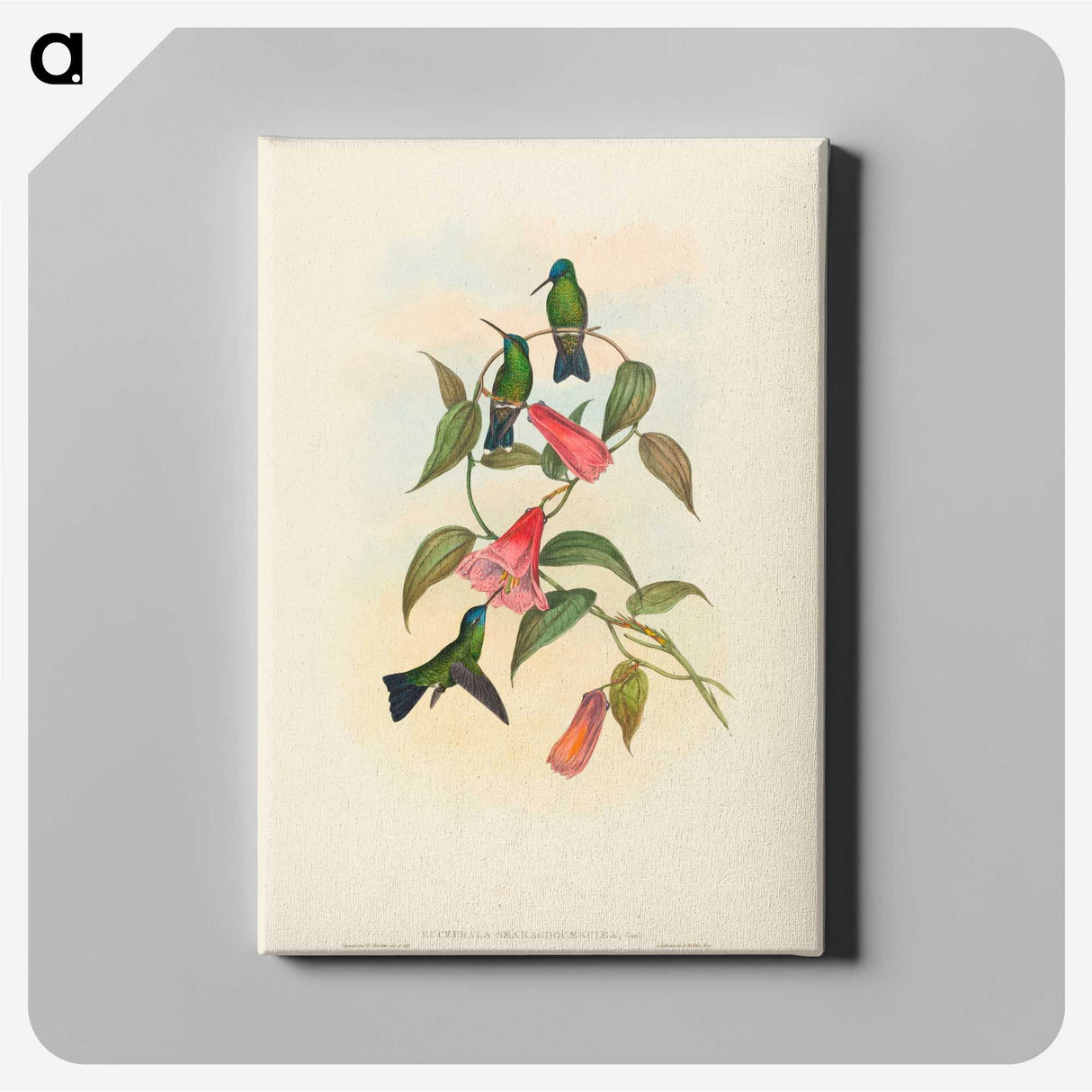 1-63_John-Gould_canvas