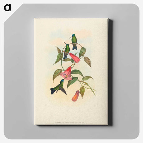 1-63_John-Gould_canvas