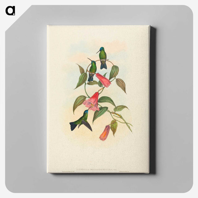 1-63_John-Gould_canvas