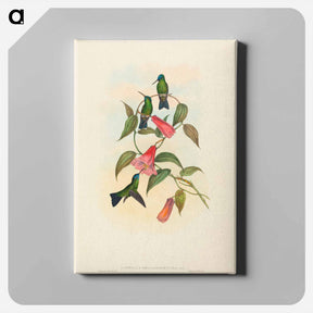 アートパネル-Gould's Wood Nymph
 - ジョン グールド Canvas.