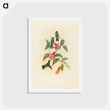 アートポストカード-Gould's Wood Nymph
 - ジョン グールド Postcard.