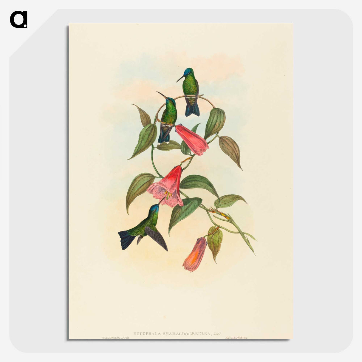 1-63_John-Gould_picture-crop