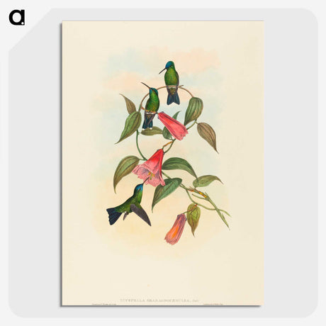 1-63_John-Gould_picture-crop