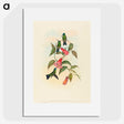 1-63_John-Gould_picture