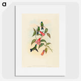 1-63_John-Gould_picture