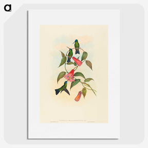 1-63_John-Gould_picture