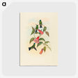 1-63_John-Gould_postcard