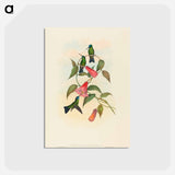 アートポストカード-Gould's Wood Nymph
 - ジョン グールド Postcard.