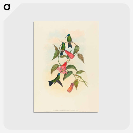 アートポストカード-Gould's Wood Nymph
 - ジョン グールド Postcard.