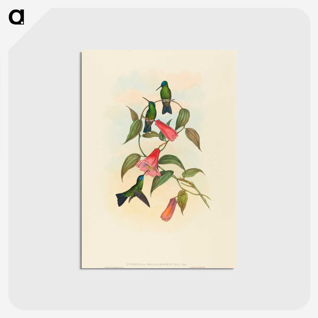 1-63_John-Gould_postcard
