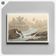 1-63_John-James-Audubon_canvas