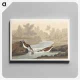 1-63_John-James-Audubon_canvas