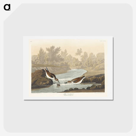 1-63_John-James-Audubon_hagaki