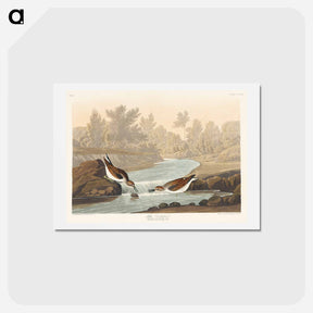 アートポストカード-Little Sandpiper
 - ジョン ジェームス オーデュボン Postcard.