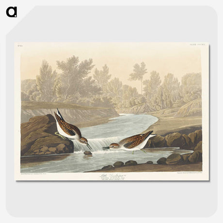 1-63_John-James-Audubon_picture-crop