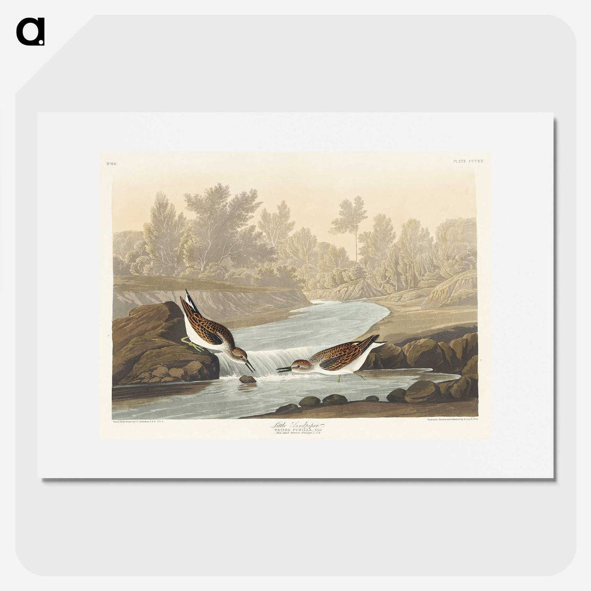 1-63_John-James-Audubon_picture