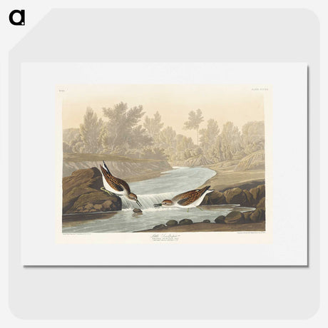 1-63_John-James-Audubon_picture