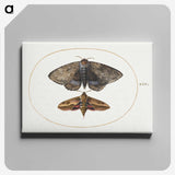 1-63_Joris-Hoefnagel_canvas