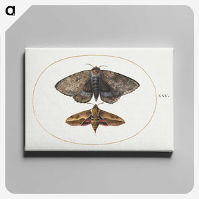 1-63_Joris-Hoefnagel_canvas
