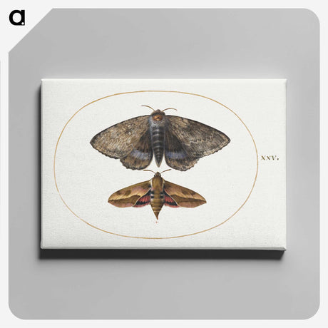 1-63_Joris-Hoefnagel_canvas