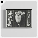 1-63_Karl-Blossfeldt_blk-crop