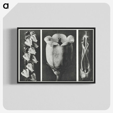 1-63_Karl-Blossfeldt_blk-crop