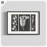 1-63_Karl-Blossfeldt_blk