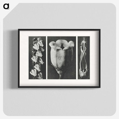 1-63_Karl-Blossfeldt_blk