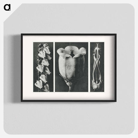 アートポスター-Andromeda Floribunda - カール ブロスフェルト Poster.