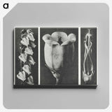 1-63_Karl-Blossfeldt_canvas