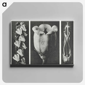 1-63_Karl-Blossfeldt_canvas