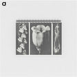 1-63_Karl-Blossfeldt_memo
