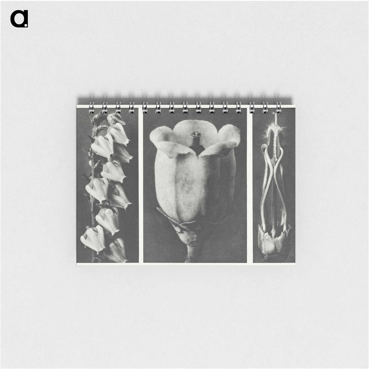 1-63_Karl-Blossfeldt_memo