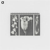 1-63_Karl-Blossfeldt_memo
