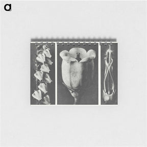 1-63_Karl-Blossfeldt_memo