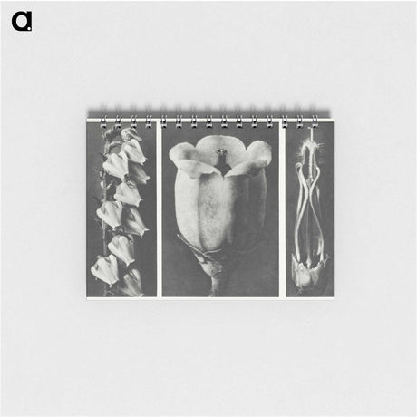 1-63_Karl-Blossfeldt_memo