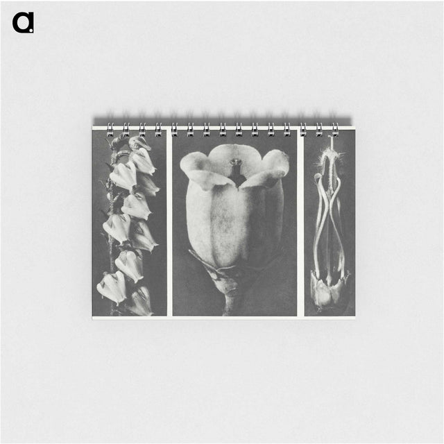 1-63_Karl-Blossfeldt_memo