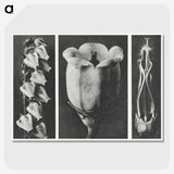 1-63_Karl-Blossfeldt_picture-crop