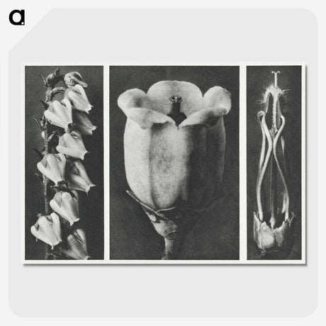 1-63_Karl-Blossfeldt_picture-crop