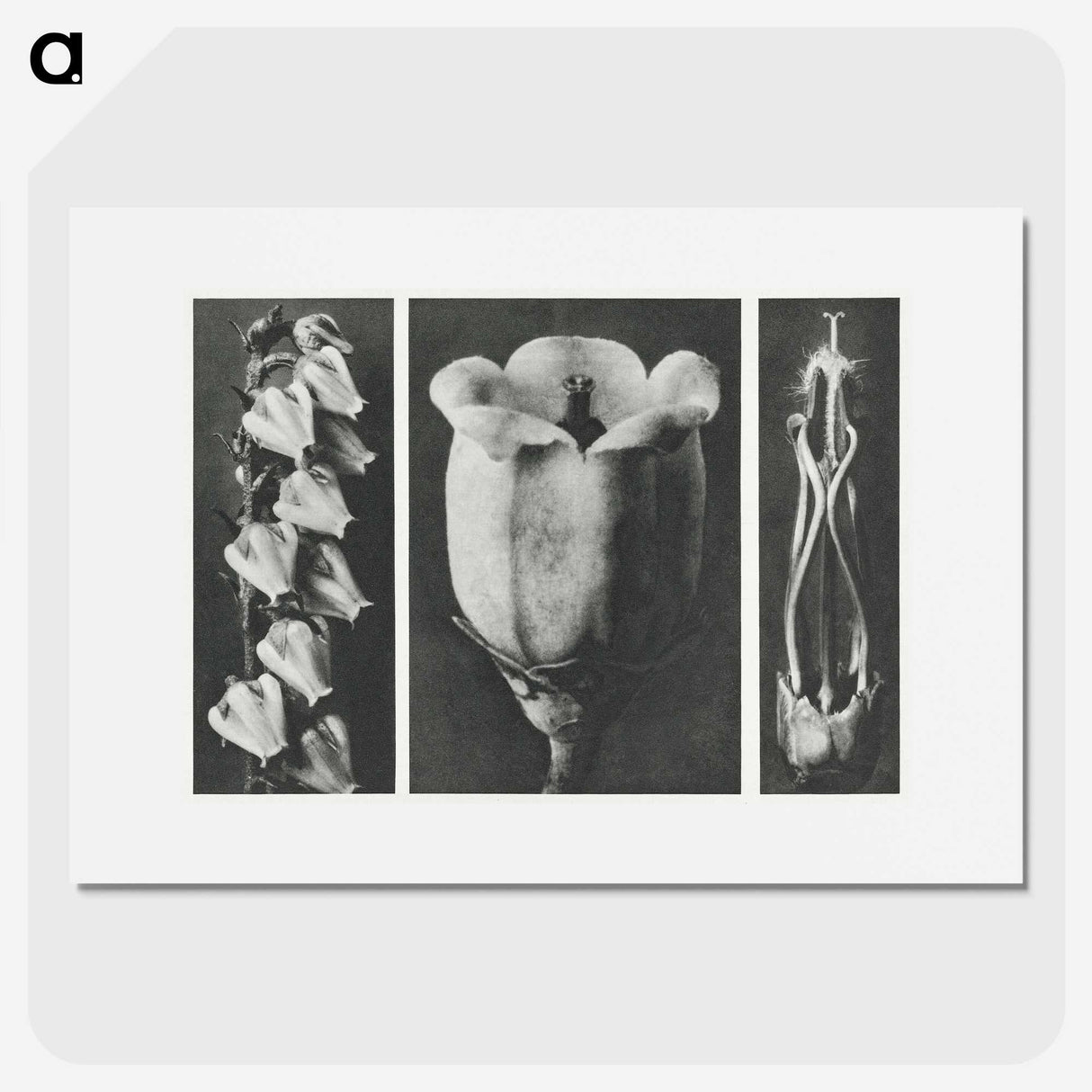 1-63_Karl-Blossfeldt_picture