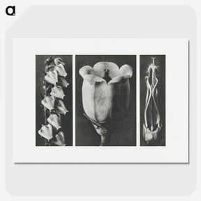1-63_Karl-Blossfeldt_picture
