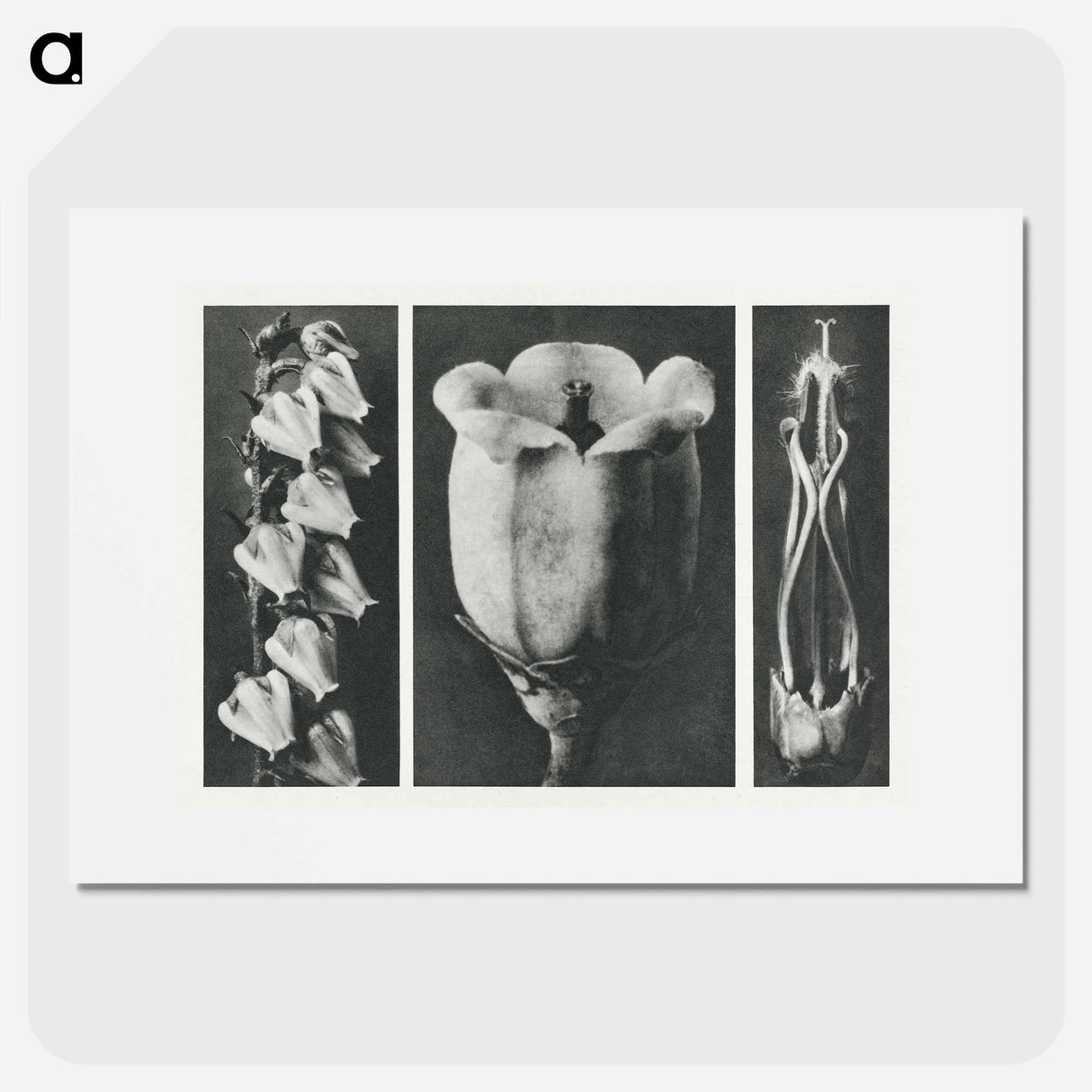 Andromeda Floribunda - Karl Blossfeldt Poster.