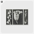 1-63_Karl-Blossfeldt_postcard