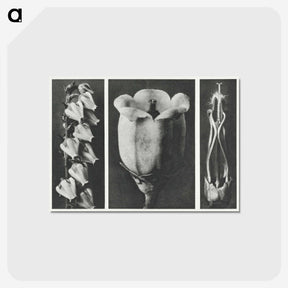 1-63_Karl-Blossfeldt_postcard