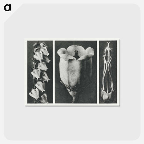 アートポストカード-Andromeda Floribunda - カール ブロスフェルト Postcard.