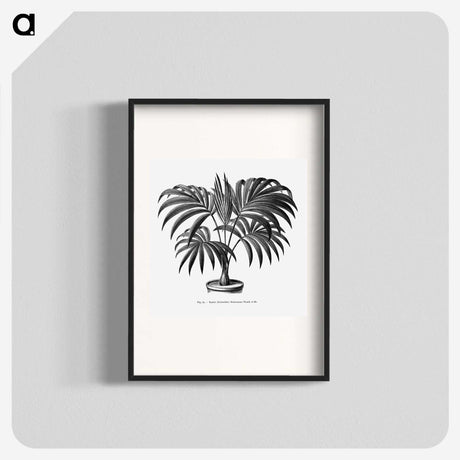 1-63_Les-Palmiers-Histoire-Iconographique_blk