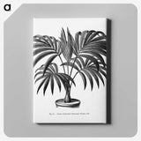 1-63_Les-Palmiers-Histoire-Iconographique_canvas